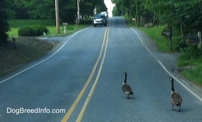 Geese are walking down a road with two cars getting closer to them