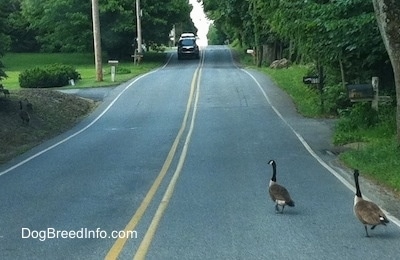 Geese are walking down a road with a car getting closer