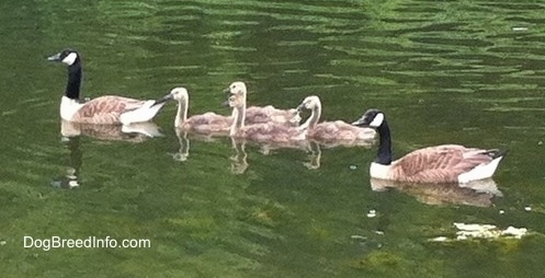 Two Geese swimming with 4 gooselings in a straightline