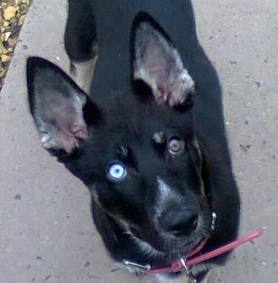 A black with tan and white Gerberian Shepsky puppy with one blue eye and one brown eye is standing on a sidewalk and looking up.