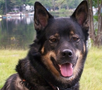 Close Up head shot - A black with tan Gerberian Shepsky is sitting in a field in front of a body of water that has boats in it. Its mouth is open and its tongue is out