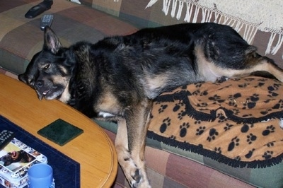 A black with tan Gerberian Shepsky is laying on a earthy-colored plaid couch and its head is on a coffee table