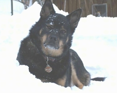 A black with tan Gerberian Shepsky is laying outside in a pile of deep snow with snow on her face. She is wearing a Harley Davidson ID tag