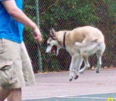 Action shot - A white with tan and black Gerberian Shepsky is jumping in mid-air to grab a stick that is held by a person in cargo shorts and wearing a blue shirt out on a tennis court