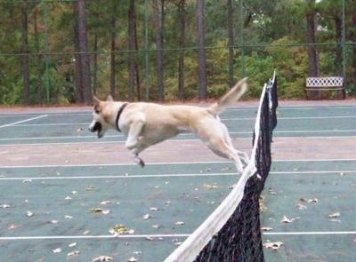 A white with tan and black Gerberian Shepsky is jumping over a net on a tennis court