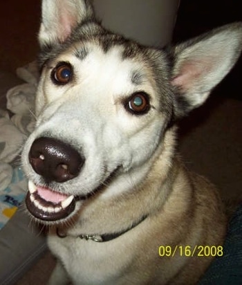 Close up upper body shot - A white with tan and black Gerberian Shepsky is sitting inside of a house looking happy.