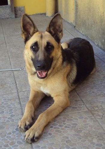 A black and tan German Shepherd is laying on a tiled floor with yellow walls behind it. Its mouth is open, it looks like it is smiling