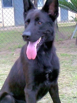 A black German Shepherd is sitting in grass with its mouth open and tongue out. There is a chain link fence behind it