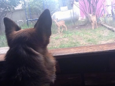A black and tan German Shepherd is watching baby deer that still have their spots outside of a window.