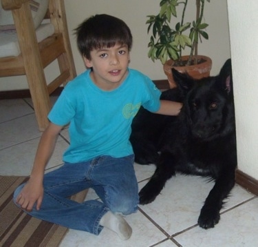 A boy in a teal-blue shirt has its arm over the back of a black German Shepherd on a white tiled floor in a kitchen with wooden chair on the left and a potted plant right behind them.