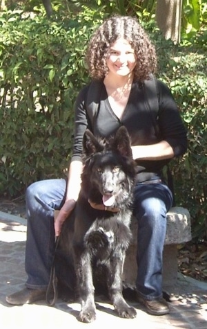 A lady in a black shirt is sitting on a concrete seat outside and a black German Shepherd is sitting in between her legs. There are green bushes behind them.