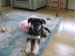 A black with tan German Shepherd puppy is laying on a throw rug that is on a hardwood floor. There is a pink pillow behind it and a bone next to its paw