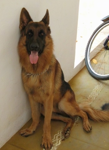 A black and tan German Shepherd is sitting against a white wall with its tongue hanging out. There is a bicycle behind it