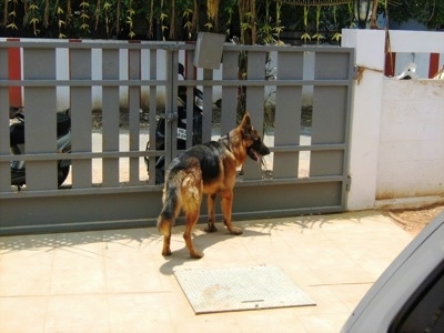 A black and tan German Shepherd is outside standing in front of a metal gate