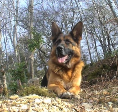 A longer haired black and tan German Shepherd is laying in the woods with leaves all around it and looking to the left with its tongue hanging out.