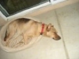 A tan with black German Sheprador is sleeping in a tan dog bed on a tan tiled floor. There is a sliding door behind it