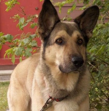 Close up - A large, perk eared, tan and brown Sheprador dog is standing in grass and it is looking forward. There is a red building behind it.