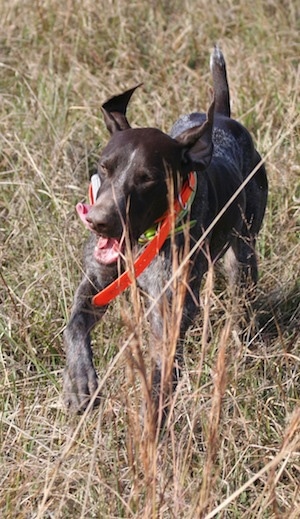 A black with grey and white German Shorthaired Pointer is wearing a bright orange collar running through tall brown grass with its tongue flopping around