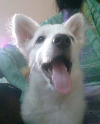 A white German Spitz puppy is sitting in front of a person who is sitting on a couch. Its mouth is open and its tongue is out