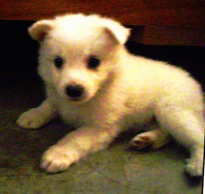 A small white Giant German Spitz puppy is laying on a floor in front of a couch.