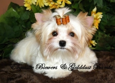 A white with tan Golddust Yorkie is laying on a fuzzy rug. There is a plant behind it. It has rollers in its hair. The Words - Exquisite Biewer and Golddust Bambi - are overlayed