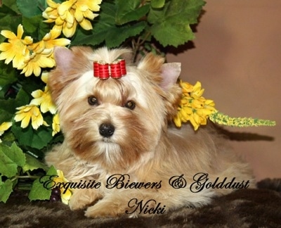 A brown with white Golddust Yorkie is laying on a fluffy rug. There is a plant with yellow flowers next to it. The words - Exquisite Biewers and Golddust Nicki - are overlayed