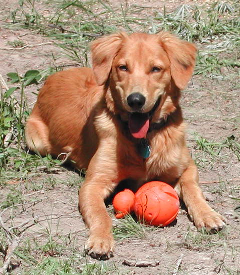 An orange colored Golden Border Retriever dog is laying in a patchy yard with an orange ball toy in front of it