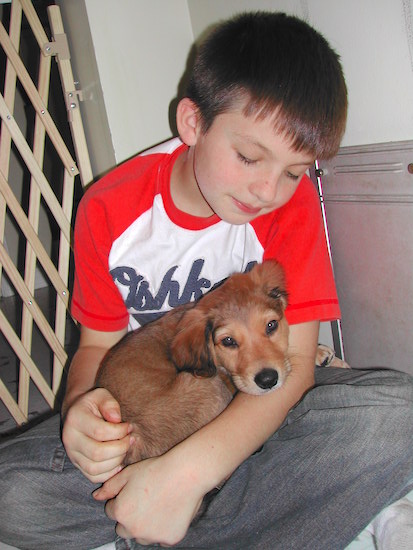 A Golden Border Retriever puppy is curled up in a boys lap. The puppy is looking forward and the boy is looking down at the puppy.