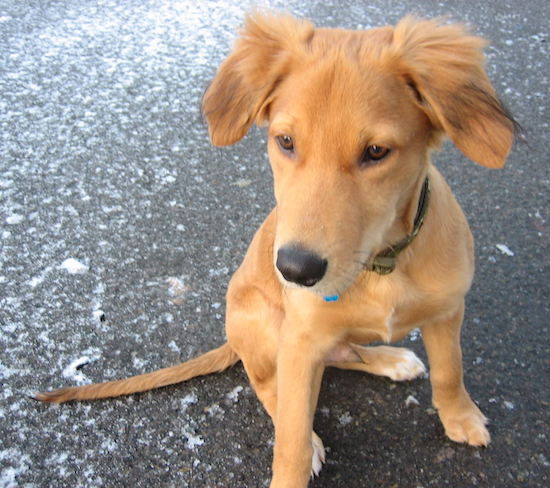An orange colored Golden Border Retriever puppy is sitting on a black top surface that has some snow on it.