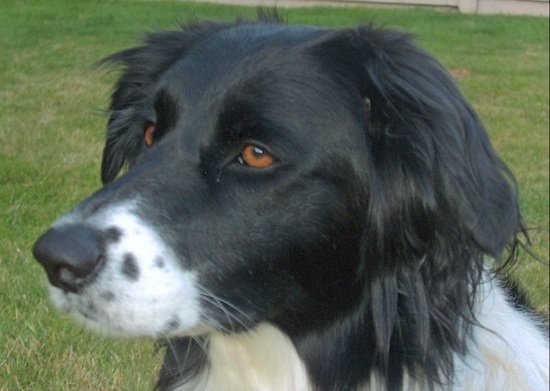 Close Up head shot - A black with white Golden Border Retriever is sitting in a grassy yard and looking to the left