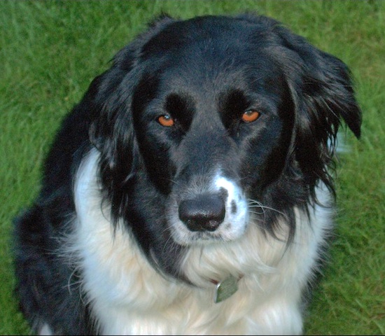Close Up upper body shot - A black with white Golden Border Retriever is sitting in grass. It's eyes are golden-brown in color.