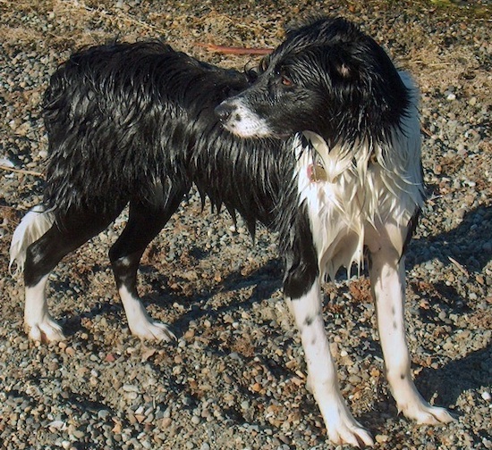 A wet black with white Golden Border Retriever is standing on a rocky ground looking back.