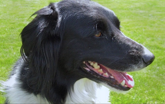 Close Up - A black with white Golden Border Retriever is sitting in a field and looking to the right