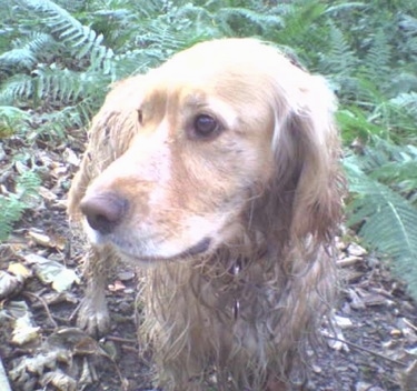 A wet Golden Cocker Retriever is walking through a path in between leaves in the woods and looking to the left.