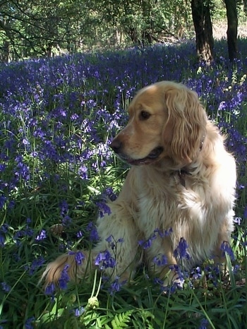 A Golden Cocker Retriever is sitting in a lilac field under the shade of a tre looking to the left