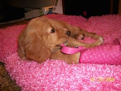 A Golden Cocker Retriever puppy is laying on its side on a fuzzy hot pink blanket chewing on the strap part of a hot pink purse.