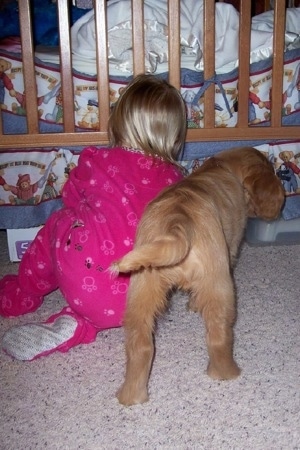 A Golden Cocker Retriever puppy is standing next to a baby in hot pink pajamas. The baby is digging for something under the crib.