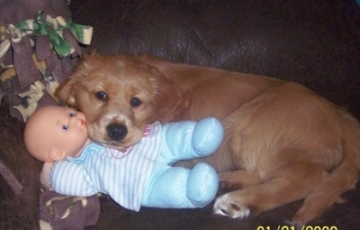 A Golden Cocker Retriever puppy is laying on a brown leather couch. Its head is on top of a baby doll.