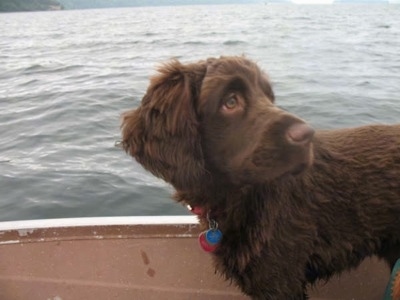 A chocolate Golden Cocker Retriever is standing on a boat that is out on the water