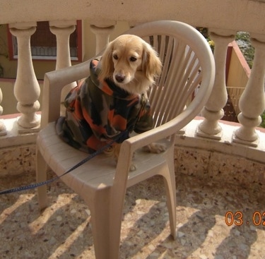 A Golden Cocker Retriever is wearing a camo jacket sitting outside in a tan plastic chair on a porch.