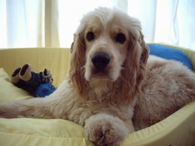 Close Up - A Golden Cocker Retriever is laying in a yellow dog bed with dog toys behind it.