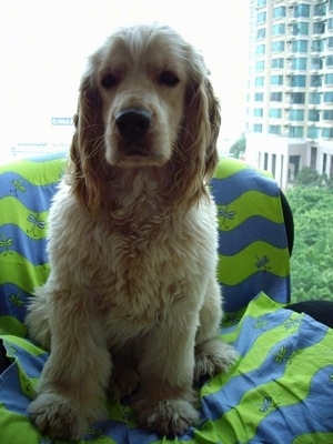 A Golden Cocker Retriever is sitting on a green and blue striped blanket on a chair in front of a high rise building window with a view of other buildings.