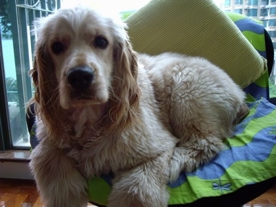 A Golden Cocker Retriever is laying on a green and blue striped blanket on a chair. There is a yellow pillow behind it. The dog is in front of a window with a view of another tall building behind it.