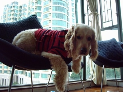 A Golden Cocker Retriever wearing a red with blue stripped shirt is laying in a blue chair with paws are hanging over the edge. It is in front of a large window with a view of a tall building behind it.