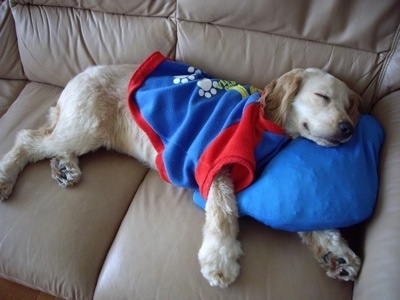 A Golden Cocker Retriever wearing a blue with red shirt is sleeping on a tan leather couch on top of a blue pillow. 