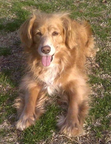 A graying Golden Cocker Retriever dog is laying stretched out facing forward in the grass looking up at the camera