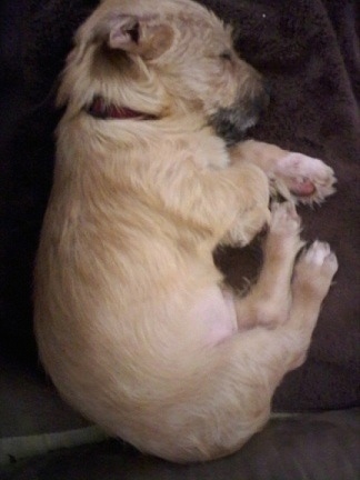 A Golden Dox puppy is sleeping on a couch