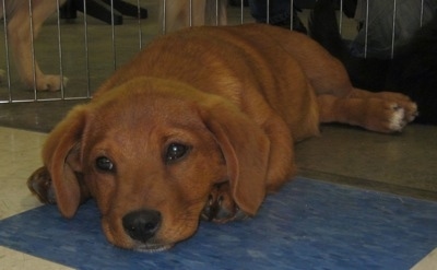 Close Up - A Golden Dox puppy is laying down on a blue tiled floor. There is another dog next to it behind a metal gate.