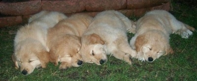Four Golden Sammy puppies are sleeping in a row next to each other outside in front of a short brick wall