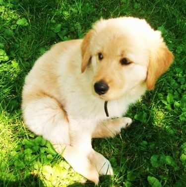 A Golden Sammy is sitting in a green field and looking back